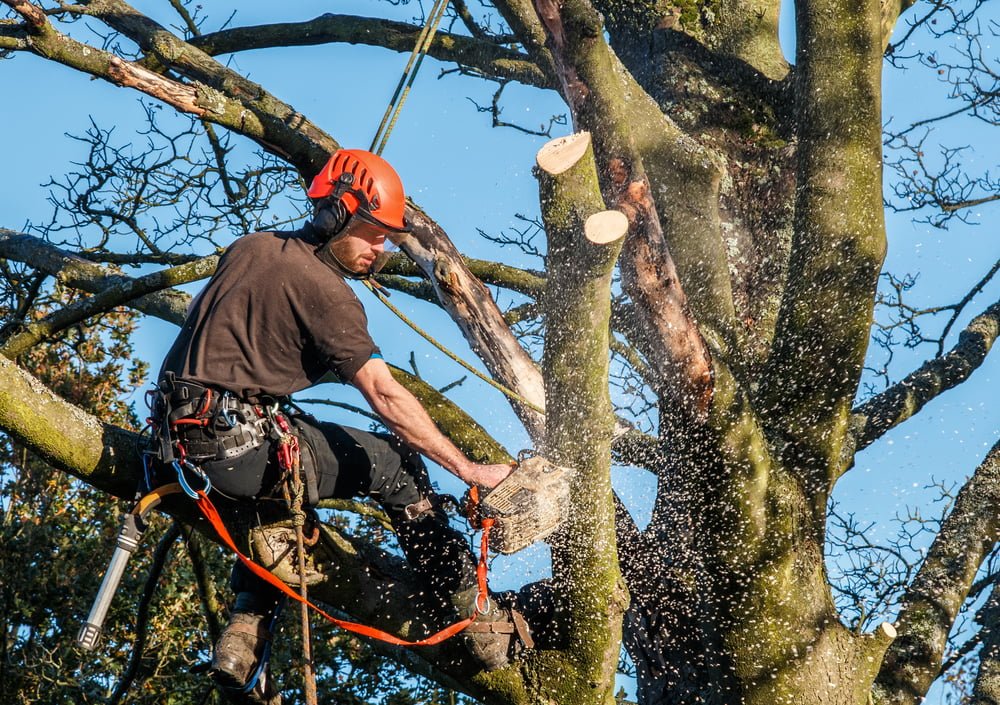Élagage d’arbres